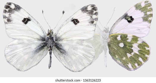 Pontia Edusa - Eastern Bath White