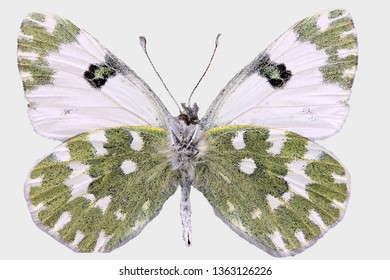 Pontia Edusa - Eastern Bath White