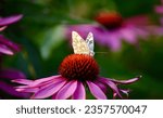 Pontia Protodice, checkered southern cabbage butterfly collecting nectar on an imperfect echinacea flower in the sunlight, background, isolated
