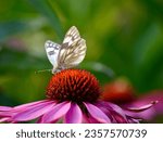 Pontia Protodice, checkered southern cabbage butterfly collecting nectar on an echinacea flower head.  Isolated, background