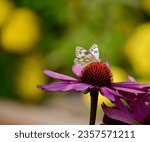 Pontia, Protodice, checkered southern cabbage butterfly collecting nectar on an isolated echinacea flower.  Background