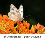 Pontia protodice, Checkered White butterfly feeding on orange Butterflyweed, with dark background