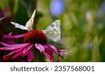 Pontia Protodice, checkered white southern cabbage butterfly collecting nectar on an imperfect echinacea flower