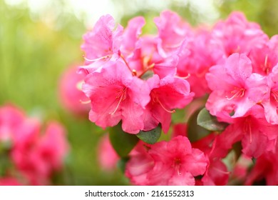 pontic rhododendron ponticum, Pink azalea blossom. Rhododendron ponticum, called common rhododendron 