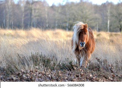 Poney Images Stock Photos Vectors Shutterstock