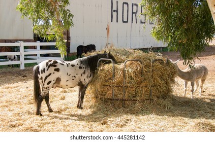 Alpaca In Pen Images Stock Photos Vectors Shutterstock