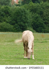 A  Pony Being Stripped Grazed With Electric Fencing.