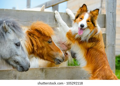 pony and Border Collie dog are dating