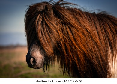 Pony close up. Shetland pony. Farm animal with beautiful long hair. Close-up portrait of an domesticated animal.