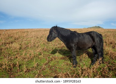 Pony Dartmoor UK natural Free fields