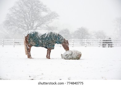 Pony eating from a hay net while it is snowing