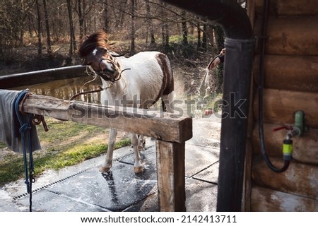 Pony enjoying washing and shaking off water. Horse shower in springtime. 