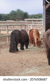 Pony Family In A Paddock At A Horse Breeding Farm