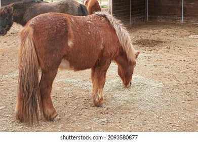 Pony Family In A Paddock At A Horse Breeding Farm