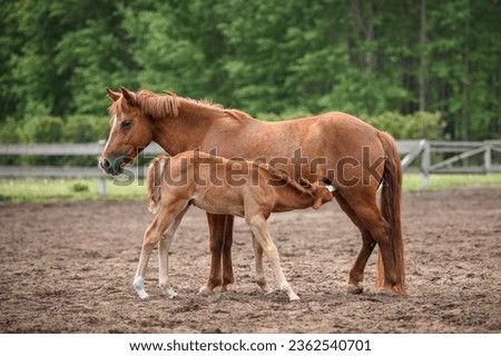 pony feeding her foal on a field in spring