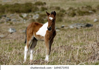 こうま の画像 写真素材 ベクター画像 Shutterstock