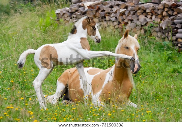 Pony foal kicks\
its mother with its front hoof. Coat color pinto with tobiano\
patterns also called\
skewbald.