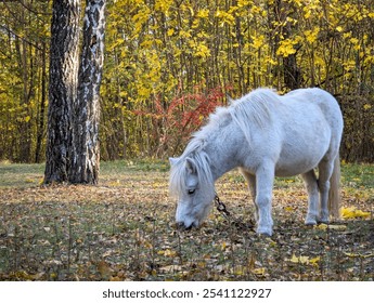 A pony is grazing in a meadow. A small white horse grazes the green grass. A beautiful young foal in the field. The concept of rural life, farming and pet breeding. Pony in close-up eating grass - Powered by Shutterstock