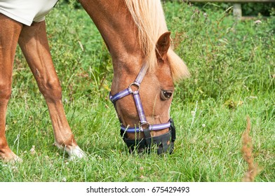 Pony happily eating on a grass covered field with the use of a grazing muzzle. - Shutterstock ID 675429493