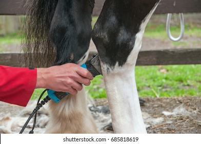 Pony having his legs clipped of all feather, to help avoid itching in the summer heat.