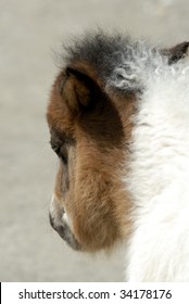 Pony Head