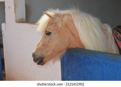 Pony Horse Portrait On The Stable, On A Moroccan Farm