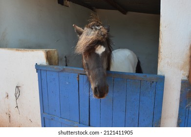 Pony Horse Portrait On The Stable, On A Moroccan Farm