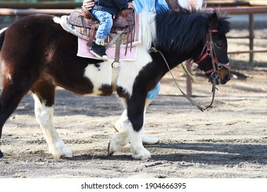 Pony Horseback Riding Experience In A Petting Zoo.