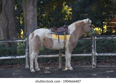 Pony Horseback Riding Experience In A Petting Zoo.