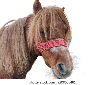 Pony Isolated On White Background