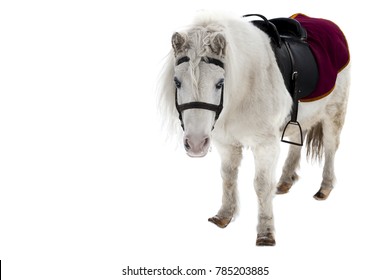 Pony, Little Horse Isolated On White Background