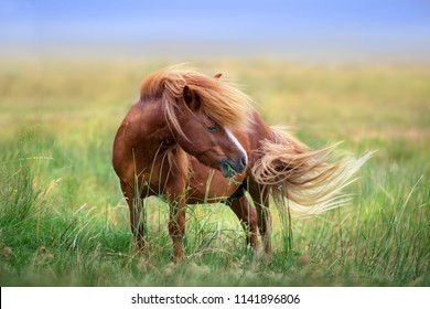 Pony With Long Mane And Tail Standing In Green Grass 