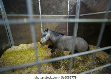 Pony lying down in a stable
