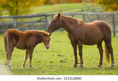 pony mare and foal colt or filly horse in field in paddock on small hobby farm in chestnut with flax mane and tail fall colors behind spring like grass on ground mother nuzzling baby horse horizontal