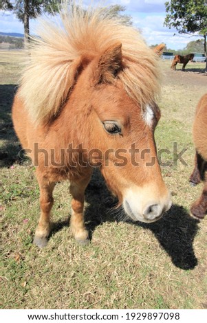 Pony Miniture hose Dwarf horse Glosbe Hose Small hose 