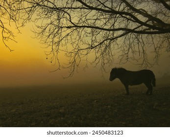 Pony in Misty Morning, Lausanne, Switzerland                   - Powered by Shutterstock