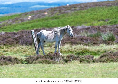 Pony On Long Mynd By Sign