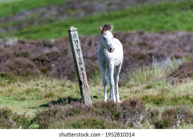 Pony On Long Mynd By Sign