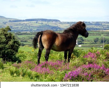 Pony On Murlough National Nature Reserve, County Down, Northern Ireland