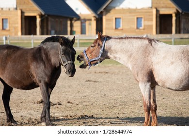 Pony With Open Mouth Close To Another Horse Looks Like Talking. Funny Interaction Between Ponies. Roan And Black Coat Color Horses On Paddock.