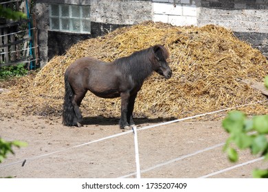 Pony In The Paddock With Dung Heap And Electric Fence