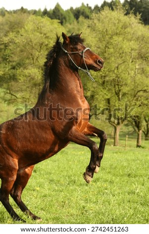 A pony rearing on command