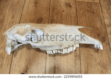 Pony Skull animal bones, taxidermy