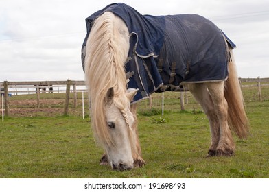 Pony with sweet itch, wearing a blue fly rug for protection against flies 