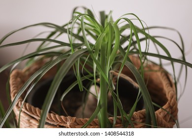 Pony Tail Palm In Cane Basket Close Up