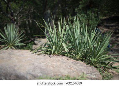 Pony Tail Palm Look Alike Plant On A Rock