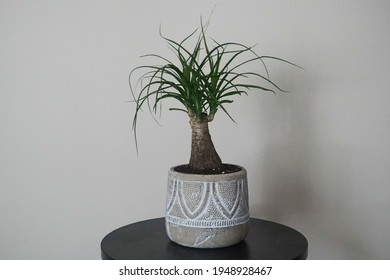 Pony Tail Palm In A Pot