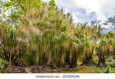 Pony Tail Palm Trees