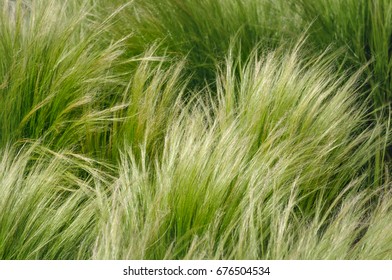 Pony Tails,  Stipa Tenuissima Grass