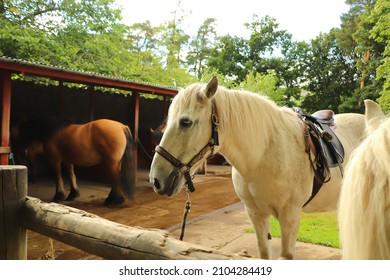 Pony Trekking Through The Scottish Highlands